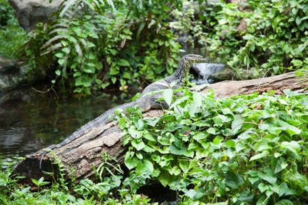 Large monitor lizard on dry timber. And looking forward.