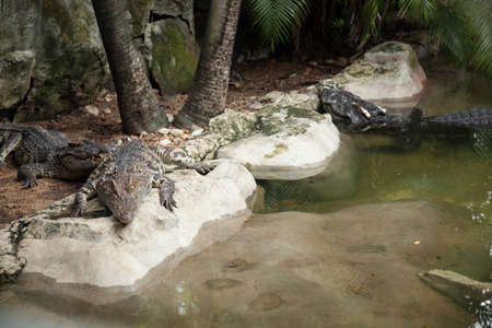 Crocodiles in the area of the zoo. Wild animals live both on land and in water.の写真素材