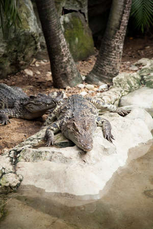 Crocodiles in the area of the zoo. Wild animals live both on land and in water.の写真素材