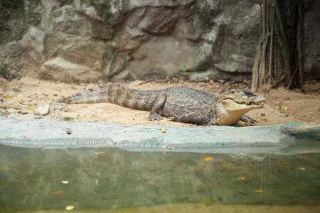 Crocodiles in the area of the zoo. Wild animals live both on land and in water.