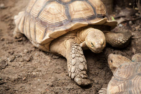 Large turtle breeding areas within the zoo. The style and color of the carapace is unusual.