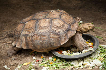 Large turtle breeding areas within the zoo. The style and color of the carapace is unusual.の写真素材
