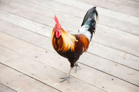 Roosters have a wide range of colors are black, red, gray, white and brown one.