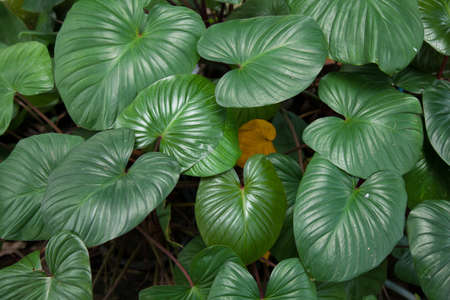 Large leaves. Green in the garden. Tree without.の写真素材