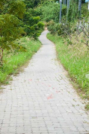 Way down the mountain. Is steep and the trees on either side of the way down.の写真素材