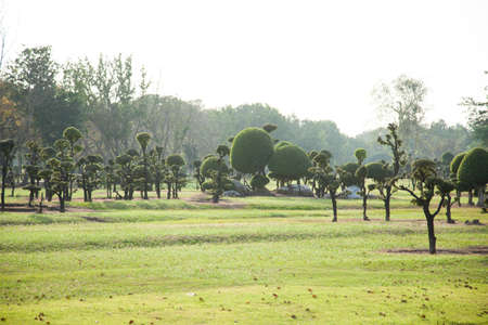 Grass in the park. The trees were planted in the lawn and decorated.の写真素材