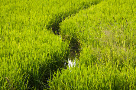 Green rice fields of growing crops in the area.の写真素材
