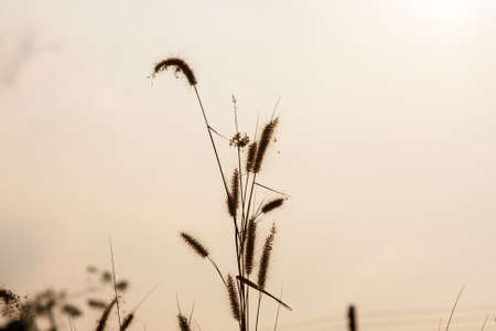 Flower of grass. In the farm fields. With sunlight from behind.の写真素材