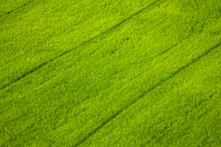Green rice fields of growing crops in the area.の写真素材