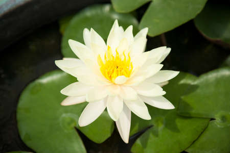 Lotus green. Lotus in full bloom. Planted in the garden.の写真素材