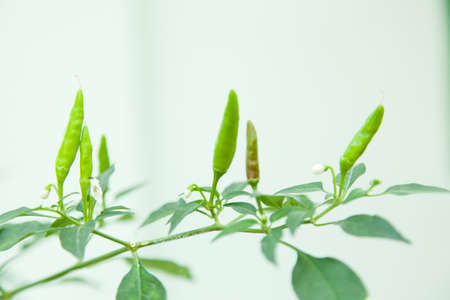 Many chili peppers on their green pigment. Behind a white background.の写真素材