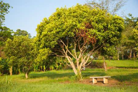 Bench under a tree. A bench on the lawn under the trees in the park.