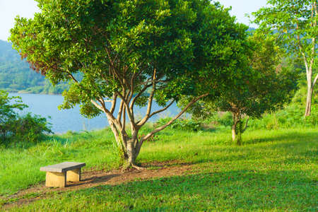 Bench under a tree. A bench on the lawn under the trees in the park.の写真素材