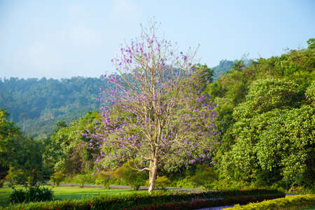 Blue flowering trees. On the lawn in the garden. The bright colors of the flowers.