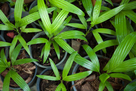 Small tree in a pot black. Isolated from cultures grown in the garden area.の写真素材