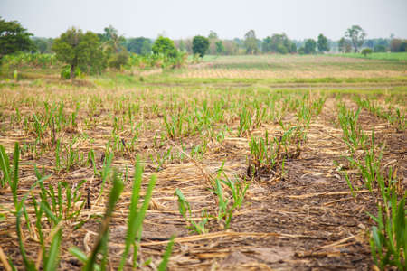 Sugarcane farming area. Sugarcane to produce sugar. A small house. In the crop area.の写真素材