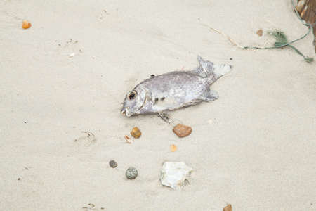 Dead fish on the beach, with flies swarming foul smell.の写真素材
