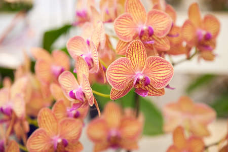 Single orchid flower branch lengthの写真素材