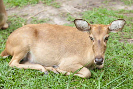 Deer lying on the grass. Areas within the zoo.の写真素材