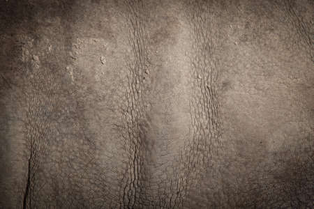 Skin of a rhinoceros. rhinoceros skin rough, rough and dirty. See details.の写真素材