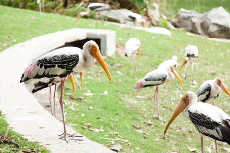 Flock of bird Together to wait for the food.の写真素材
