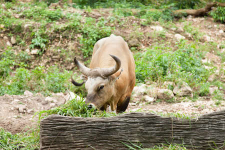 gaur feeding grass in zoo.area zoo animal in zoo.の写真素材