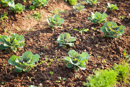 Vegetables in the vegetable field Vegetables grown using non-toxic. Naturally grown