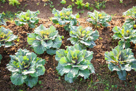 Vegetables in the vegetable field Vegetables grown using non-toxic. Naturally grownの写真素材
