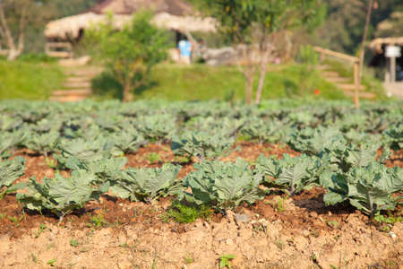 Vegetables in the vegetable field Vegetables grown using non-toxic. Naturally grownの写真素材
