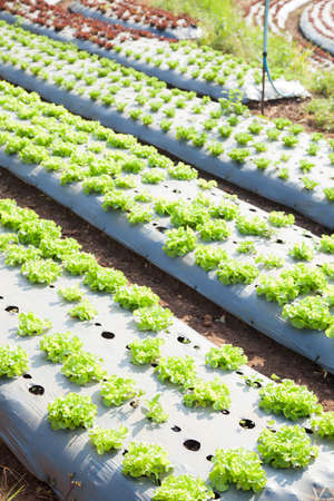 vegetable field in agricultural Is organic vegetables on the mountain.