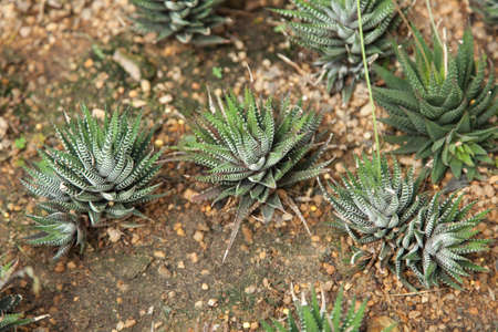 Cactus planted in the sand. The cactus is grown in tropical areas.
