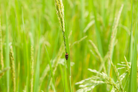 insect perched on rice. The rice are nearing harvest.の写真素材