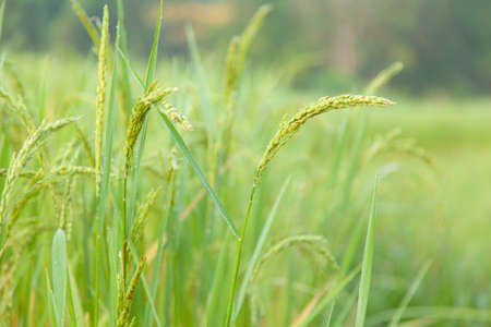 rice in rice field Agricultural areas with upland rice.の写真素材