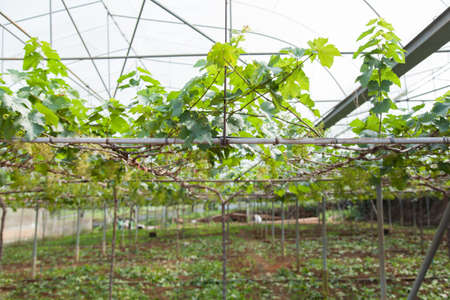 small vineyard grape vines growing in cultivated land.
