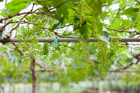 small vineyard grape vines growing in cultivated land.の写真素材