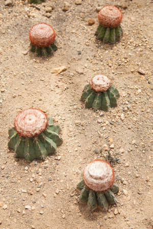 Cactus planted in the sand. The cactus is grown in tropical areas.