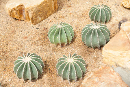 Cactus planted in the sand. The cactus is grown in tropical areas.