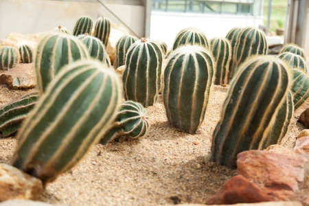 Cactus planted in the sand. The cactus is grown in tropical areas.