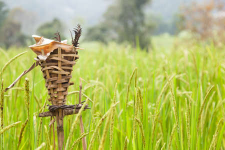 Rites rice Expresses the importance of rice to the livelihoods of farmers.の写真素材