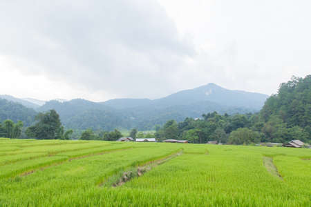 Rice farming rice plantations in the mountains. Look into the different levels.の写真素材