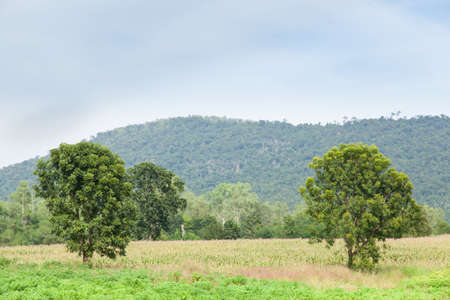 Cassava growing areas agricultural areas Behind the high mountains covered with forests.の写真素材