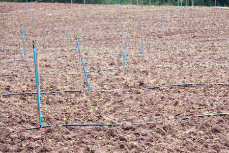 agricultural areas Farmland with irrigation systems in a systematic way.