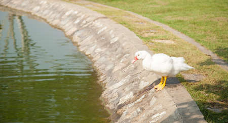White duck at the pool side.near sidewalk in park.near lawn in park.