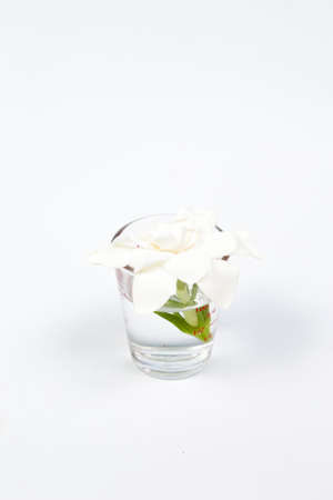White flower in a glass On a white background in the studio.の写真素材