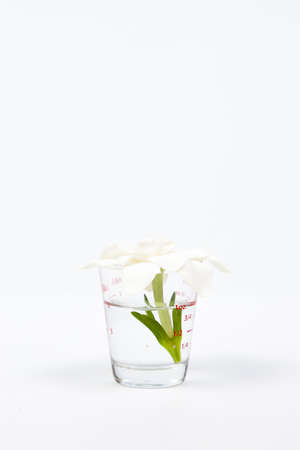 White flower in a glass On a white background in the studio.の写真素材