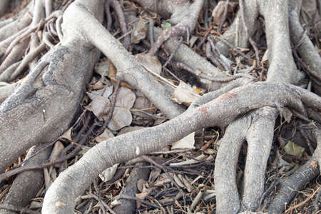 The root of the tree, the roots of the tree were used.