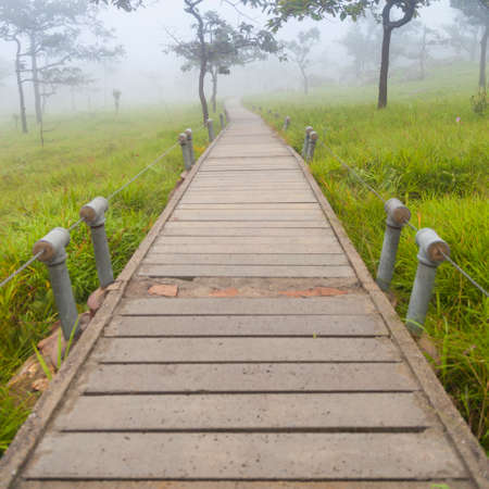 Wooden bridge walkway.Sides of the trees and meadows.の写真素材