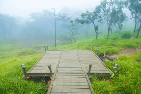 View Point forests and meadows. The weather in the morning was cold and foggy.の写真素材