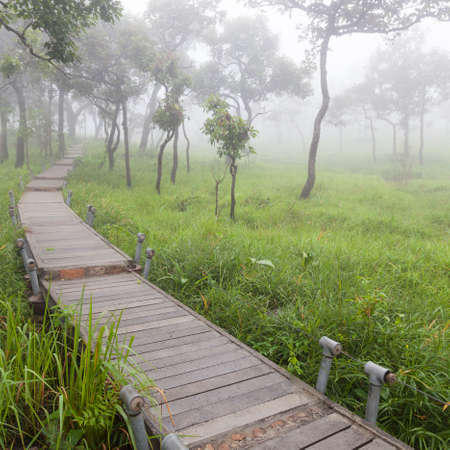 Wooden bridge walkway.Sides of the trees and meadows.の写真素材