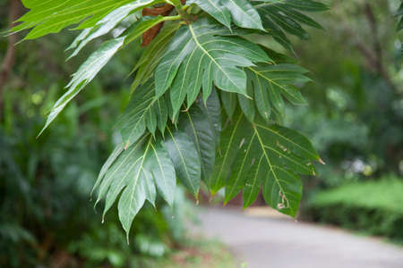 Large leaves of the trees in the park.の写真素材
